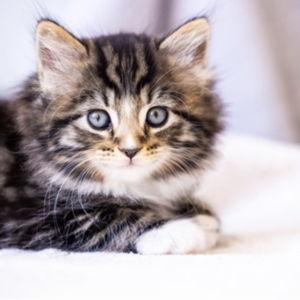 Cat Fund