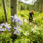 Spring Creek Trail
