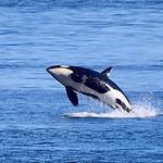 San Juan Excursions Whale & Wildlife Tours