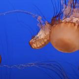Monterey Bay Aquarium