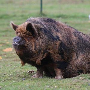 buy us another hog!