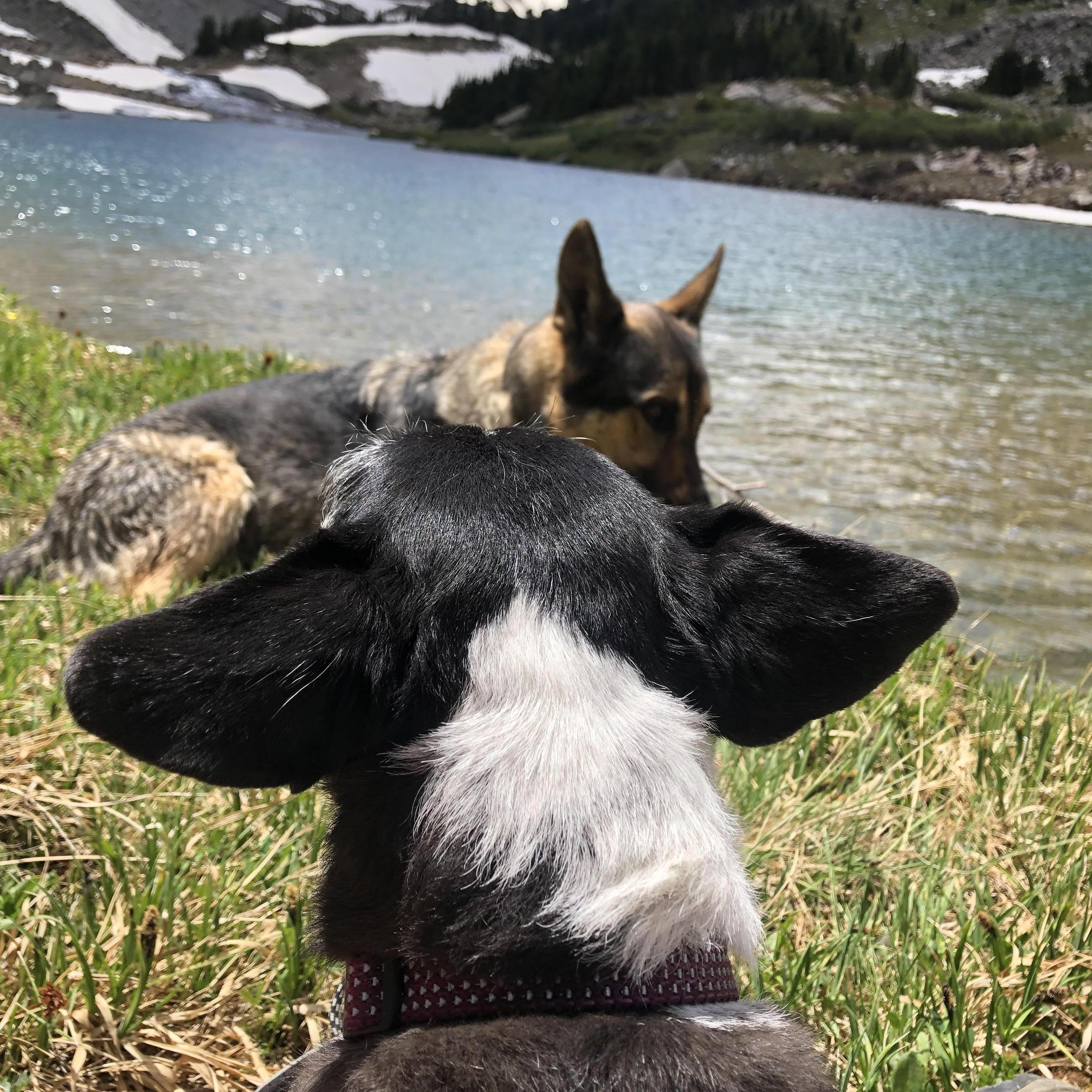 June 2021 - Fendi and Zola on a hike outside Red Lodge, MT.