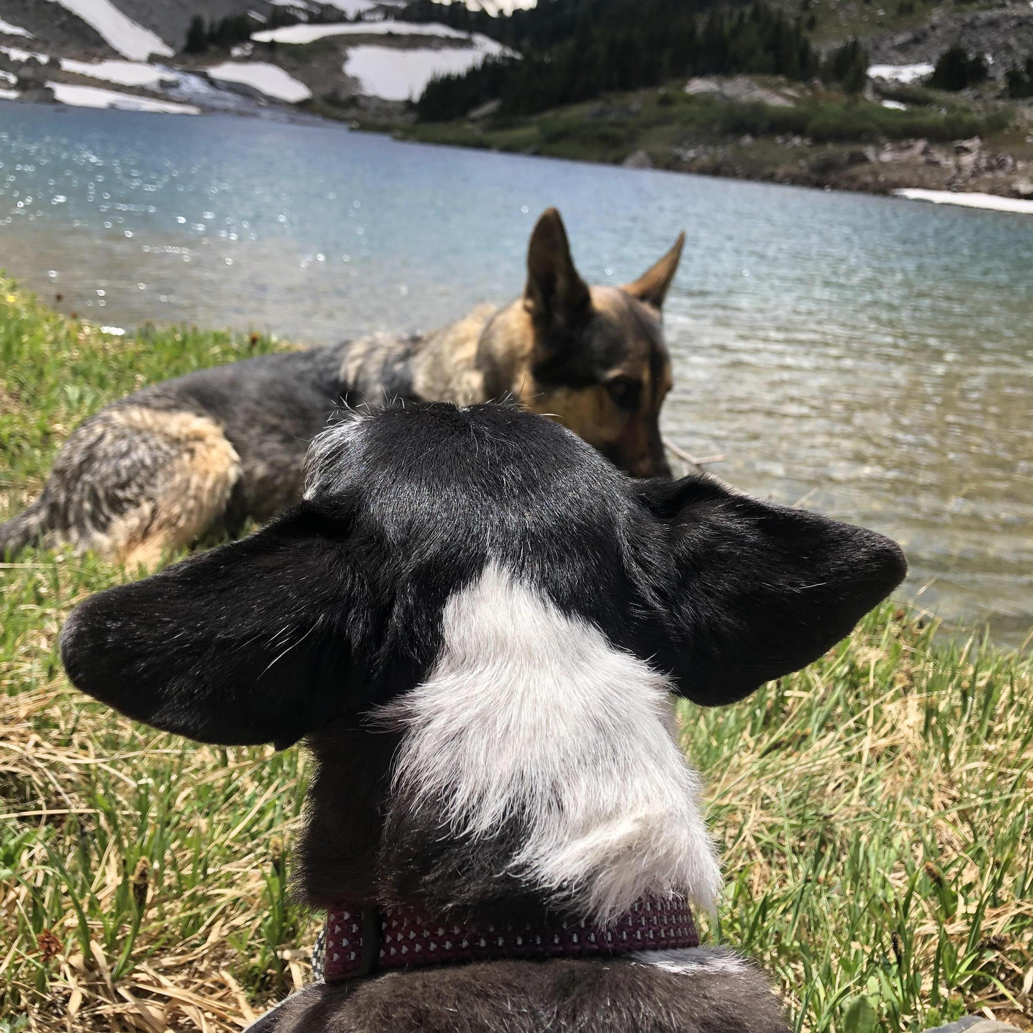 June 2021 - Fendi and Zola on a hike outside Red Lodge, MT.