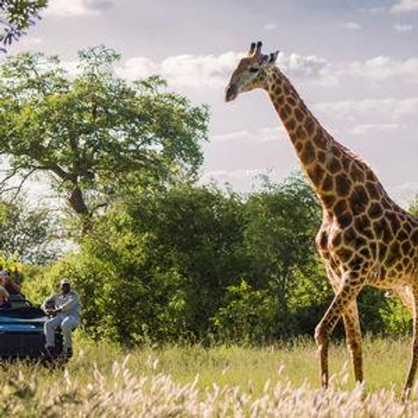 Safari Honeymoon Fund