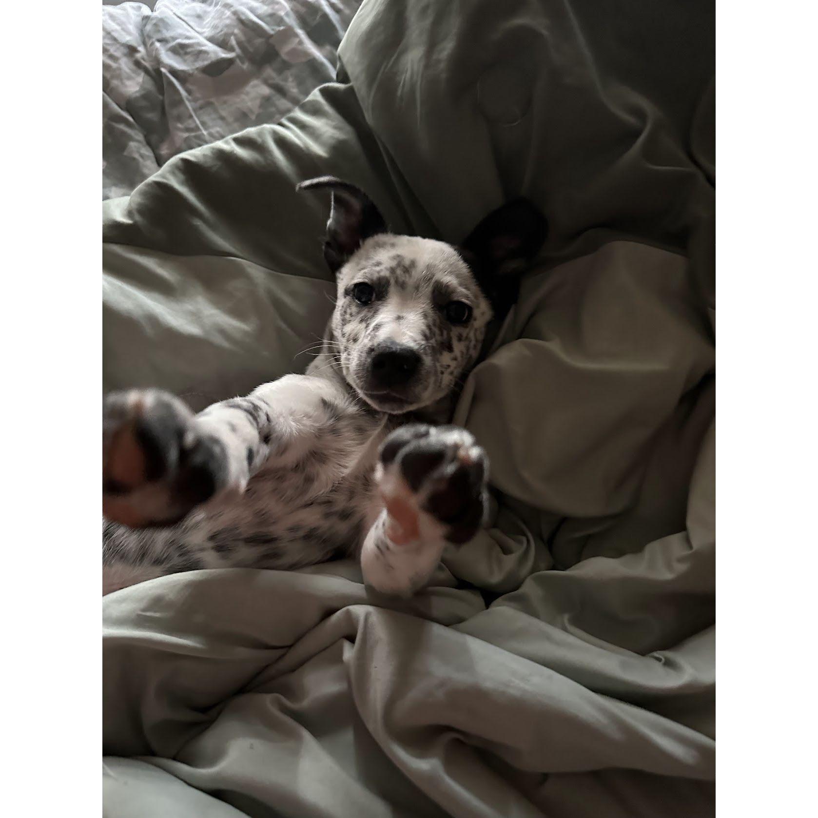 February 2023: We got our first puppy, Champ!