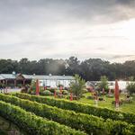 Beneduce Vineyards