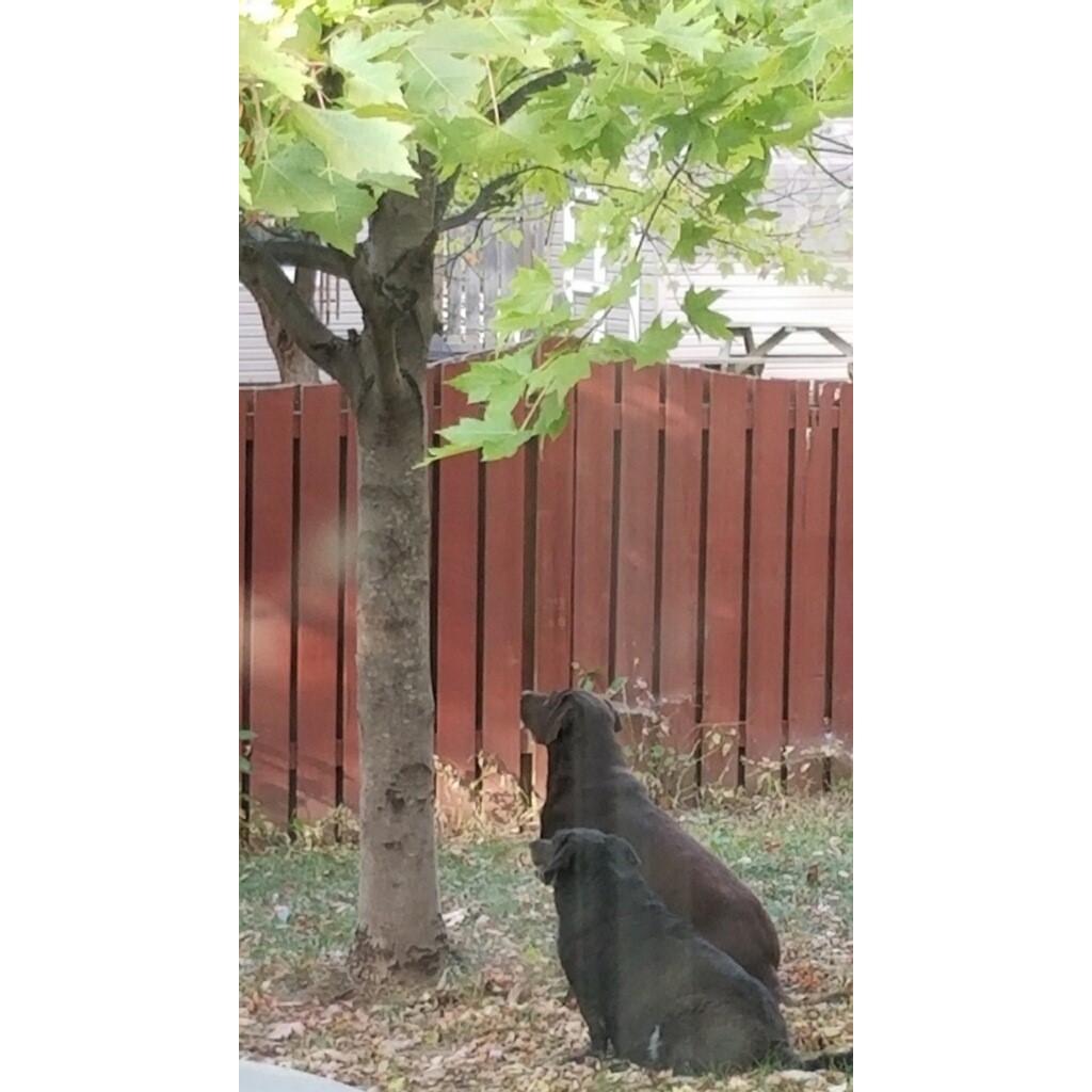 Barney (the chocolate lab) and McPhatterson tree a squirrel in the backyard in Fishers.