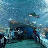 Shedd Aquarium