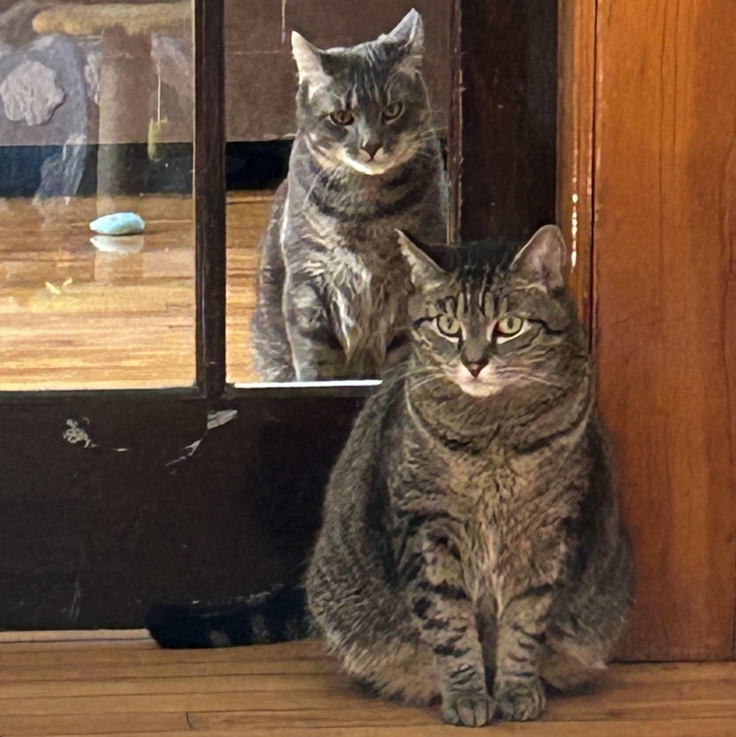 Toyko standing behind Stoli
