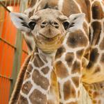 Denver Zoo