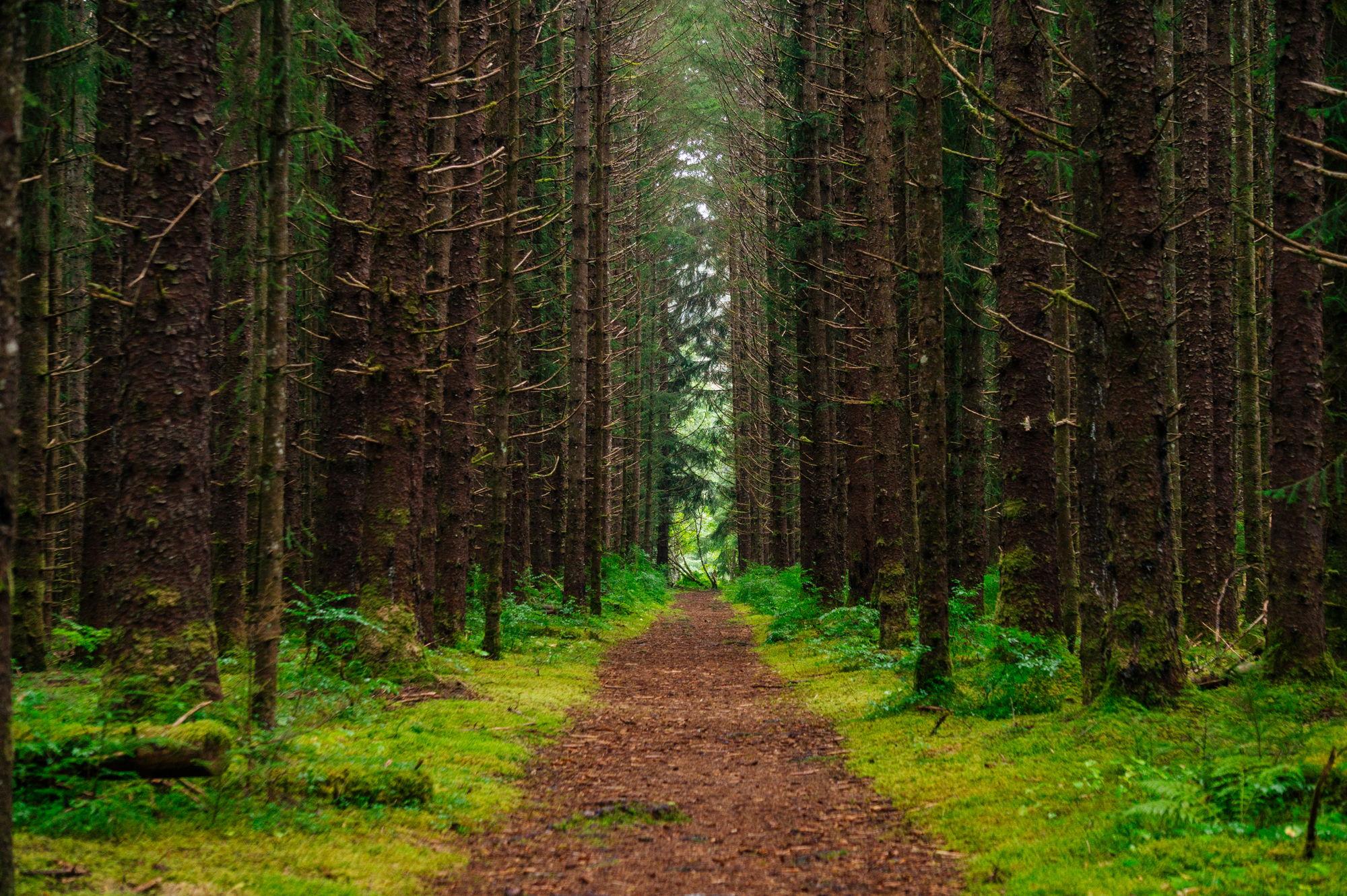 The Wedding Website of Paris Donohoe and Joe Comolli