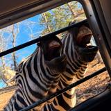 Wild Animal Safari - Pine Mountain, Georgia