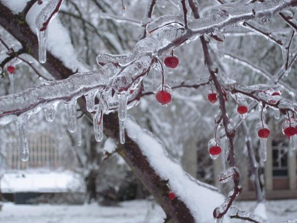 The Wedding Website of Zane Wilchar and Savannah Riddell