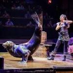 Pirates Voyage Dinner & Show