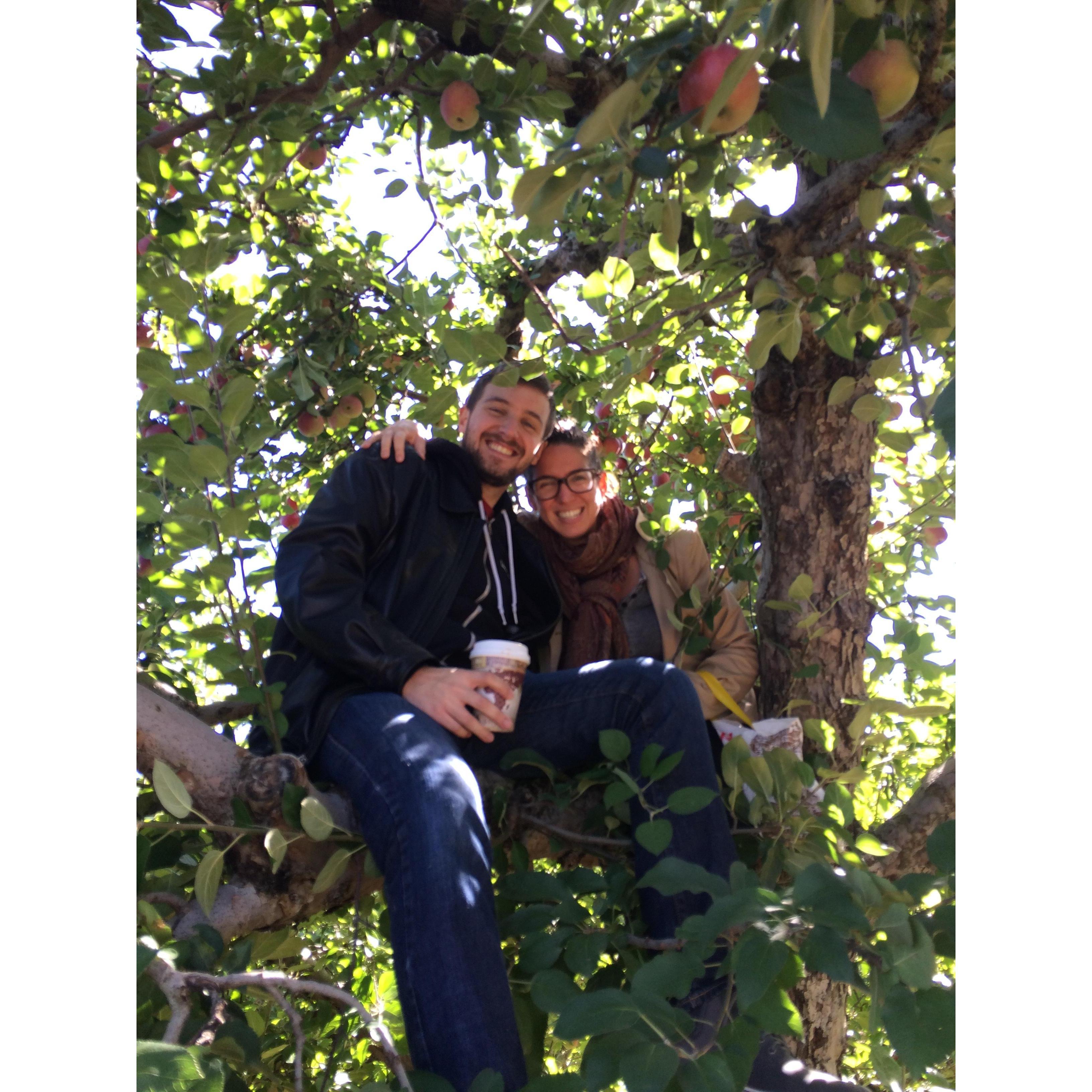 If you want to pick the best apples, you can't be afraid of heights...