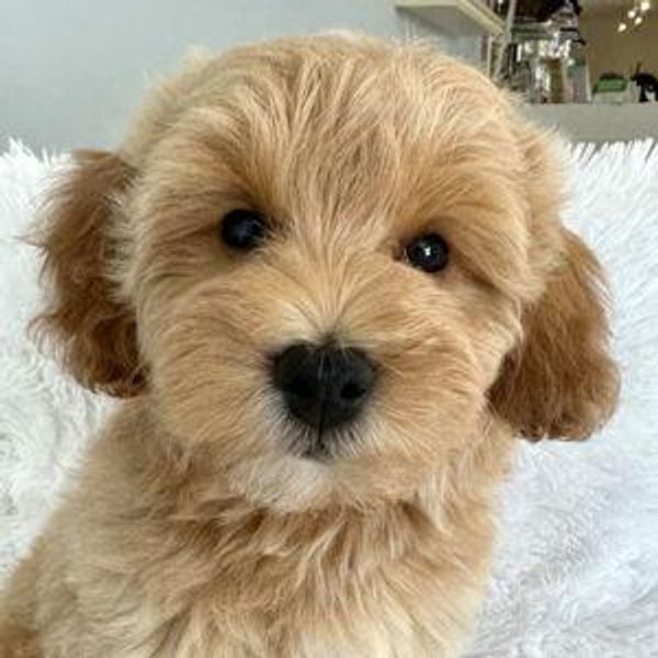 Puppy Fund