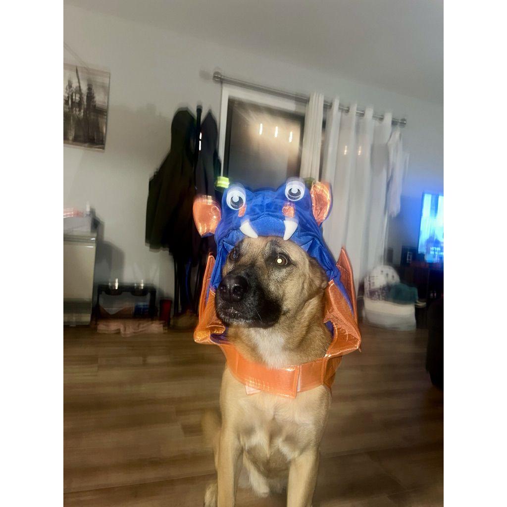 Halloween 2024 - Ace's 1st Place Costume!