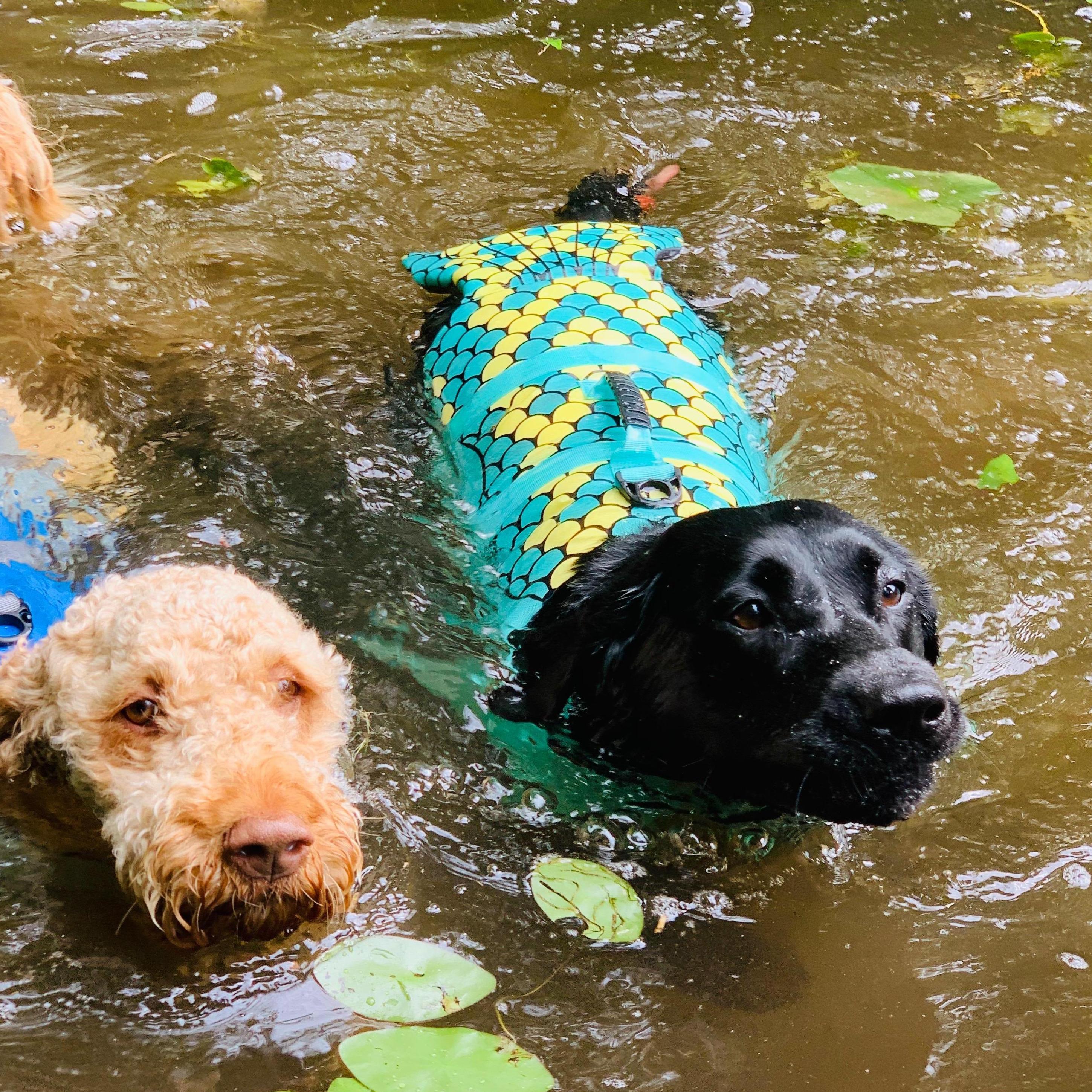 The pups loved the lake in Hayward, WI.