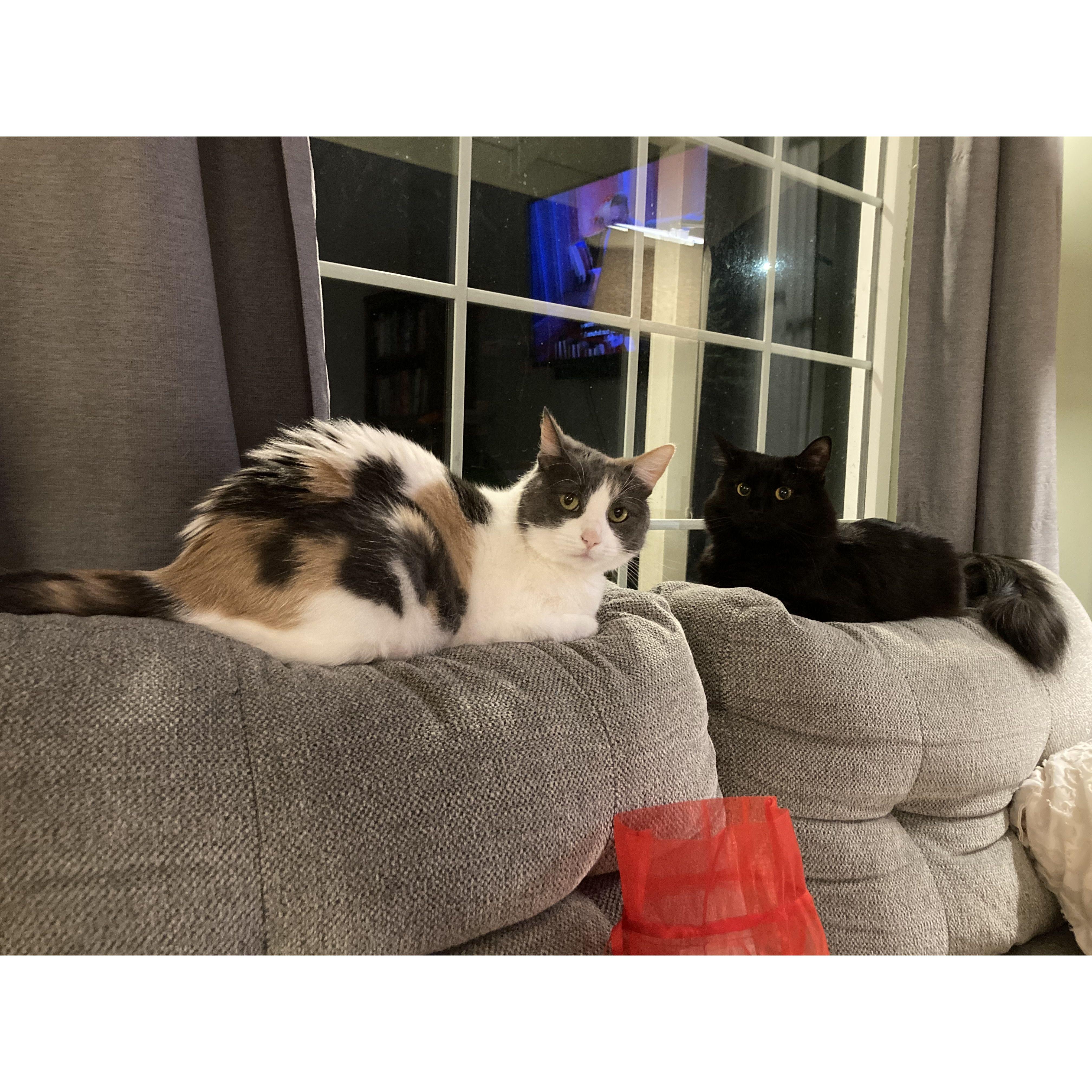 Our sweet kitties, Lucy and Bast.
