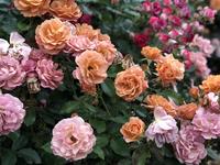 International Rose Test Garden
