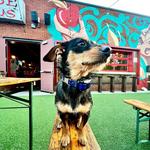 Barrelhouse by Gypsy Circus