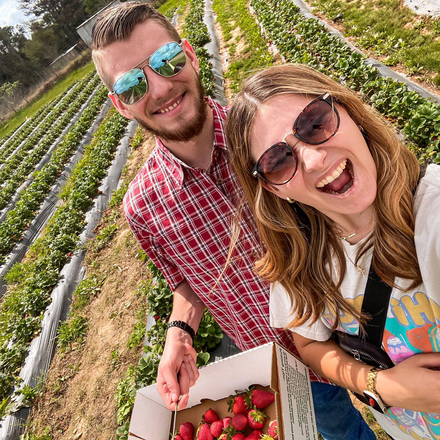 Strawberry picking