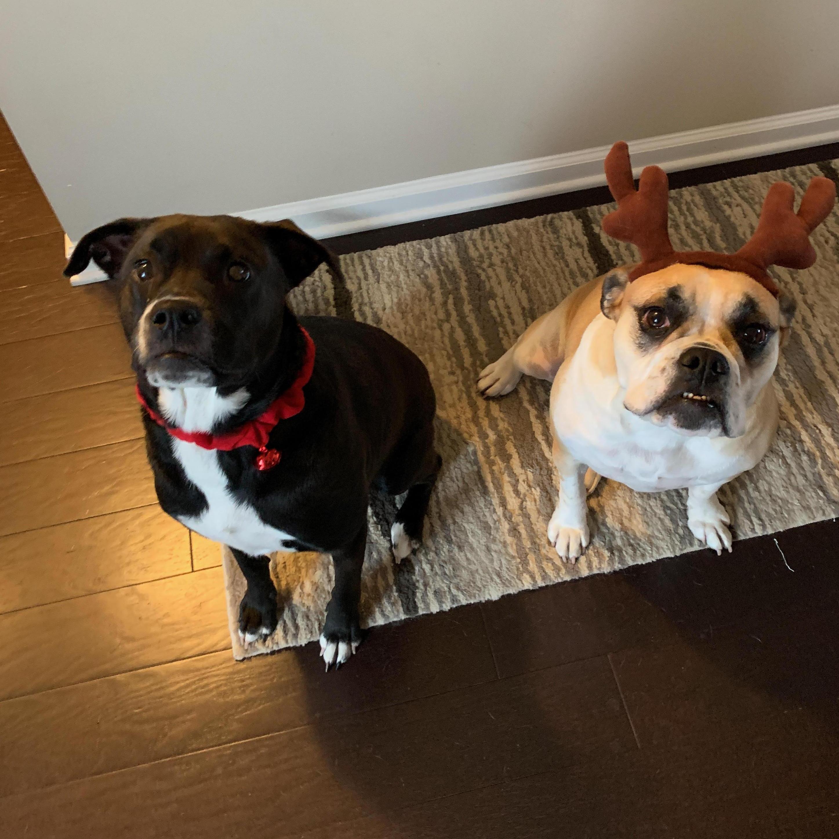 Christmas Doggos 2018
