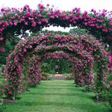 Elizabeth Park Rose Garden