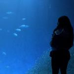 Monterey Bay Aquarium
