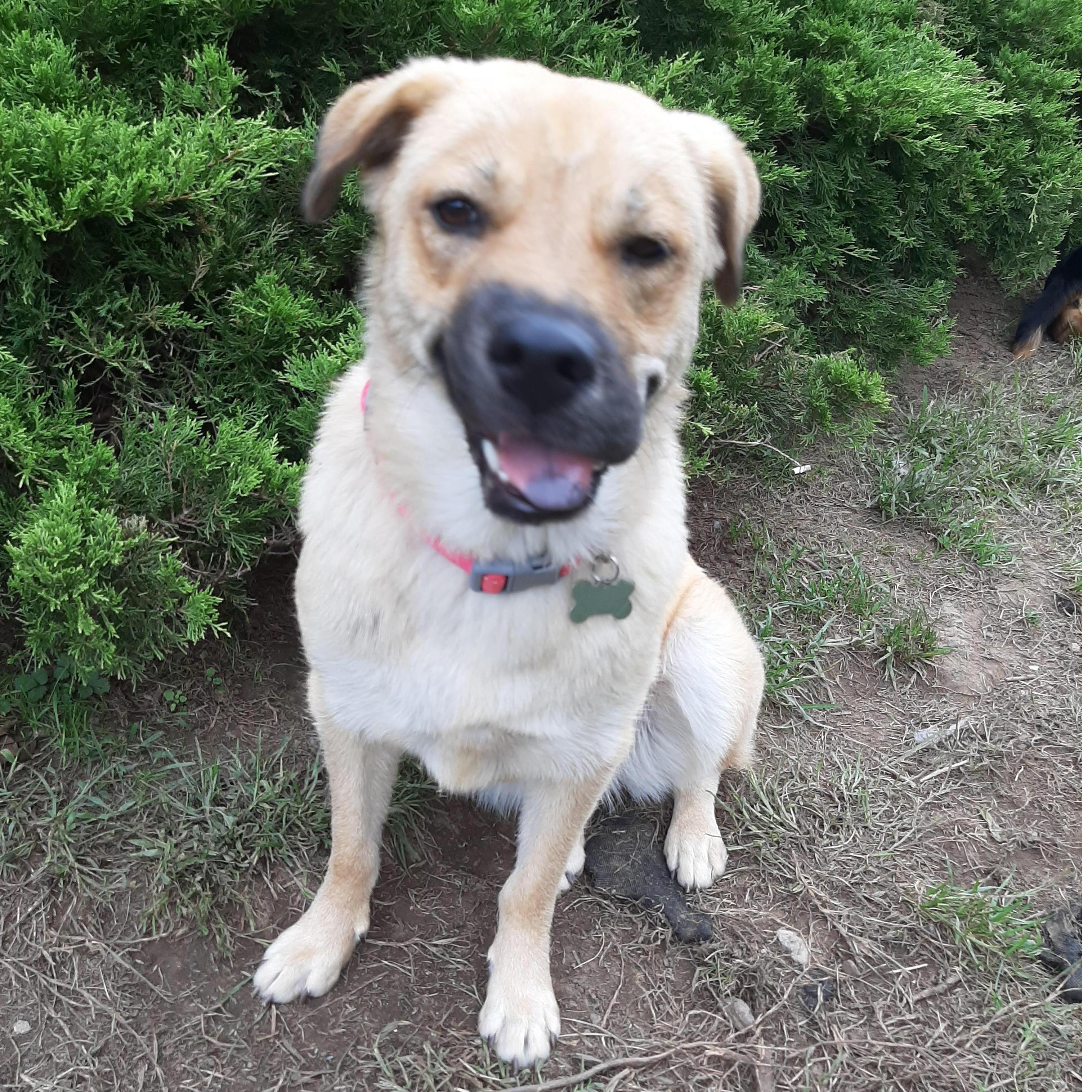 Our "foster fail", Cherish!