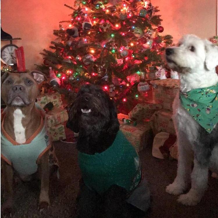 Bosco, Chunkers, and Annabelle are our babies! These pups keep us on our toes and keep our hearts so full of love. What did we ever do to deserve dogs?