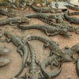 Everglades Alligator Farm
