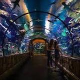 Shark Reef Aquarium at Mandalay Bay