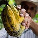 Jaco Chocolate Tour