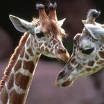Saint Louis Zoo