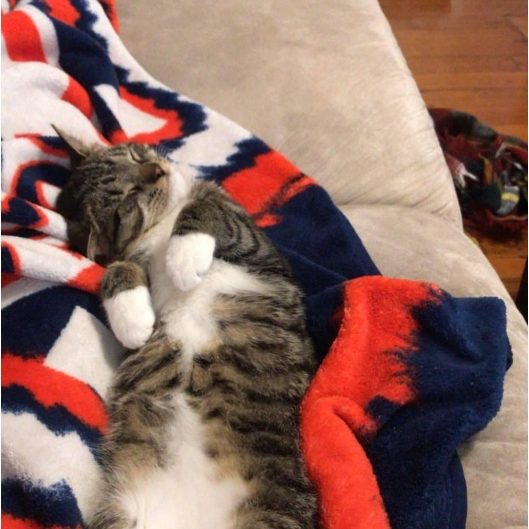 In the spring of 2017, Samantha and Liam welcomed another fur baby into the mix with Euclid. They adopted her at 3 weeks old. She loved to sleep in Liam's hood cuddled into his beard.