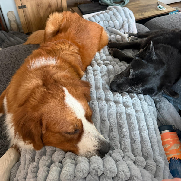 Pet Hotel For Our Honeymoon