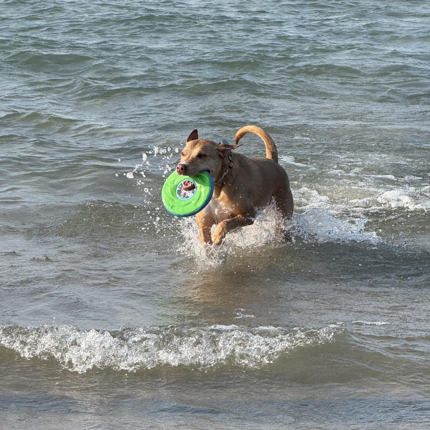 Sunny girl at her favorite dog beach!
