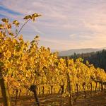 A lot of  Great Wineries!