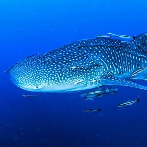 Scuba Diving in Koh Tao