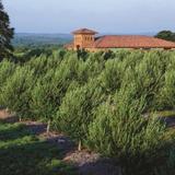 Texas Hill Country Olive Co.
