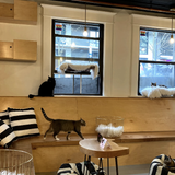 NEKO Cat Cafe Seattle