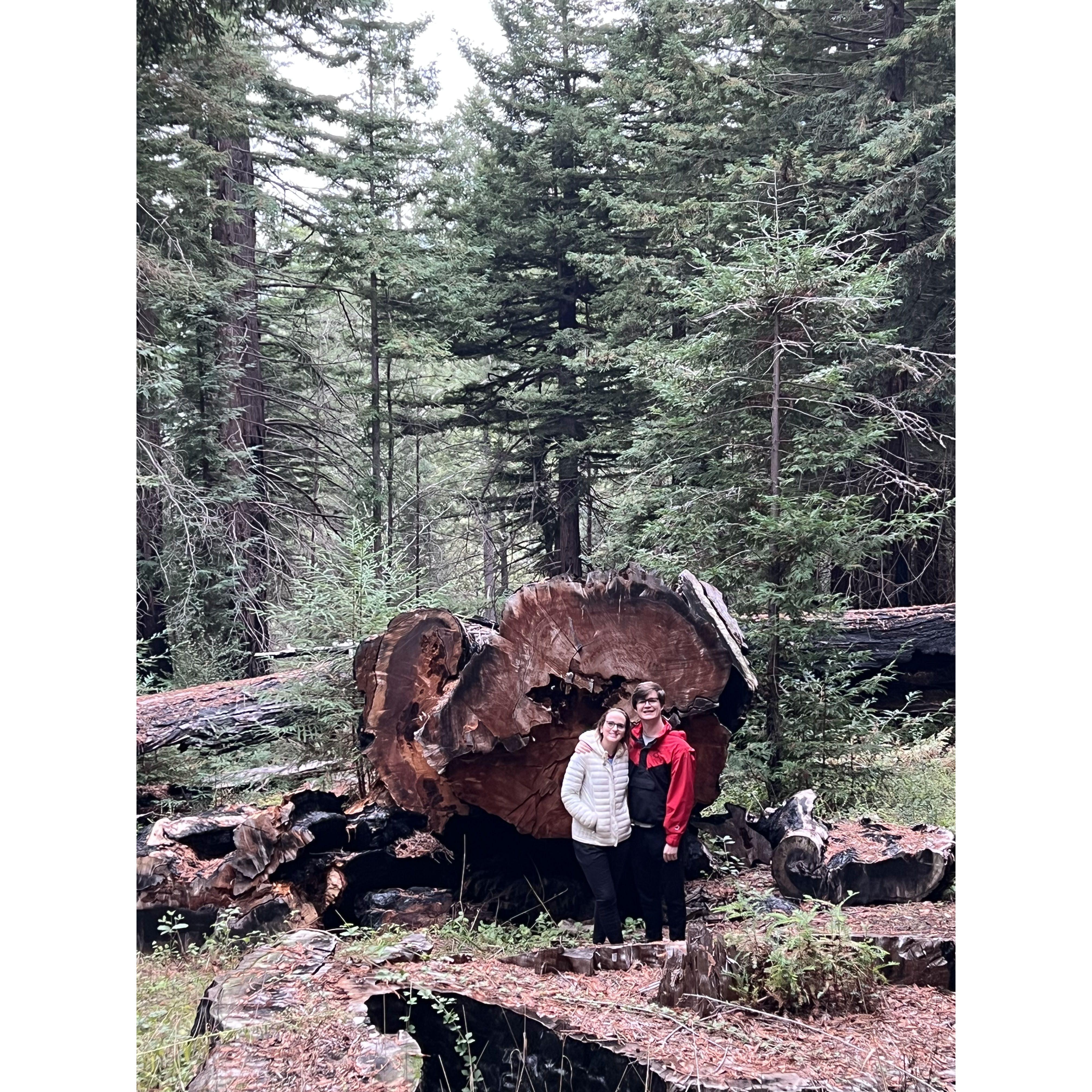 Redwood forest outside Santa Cruz