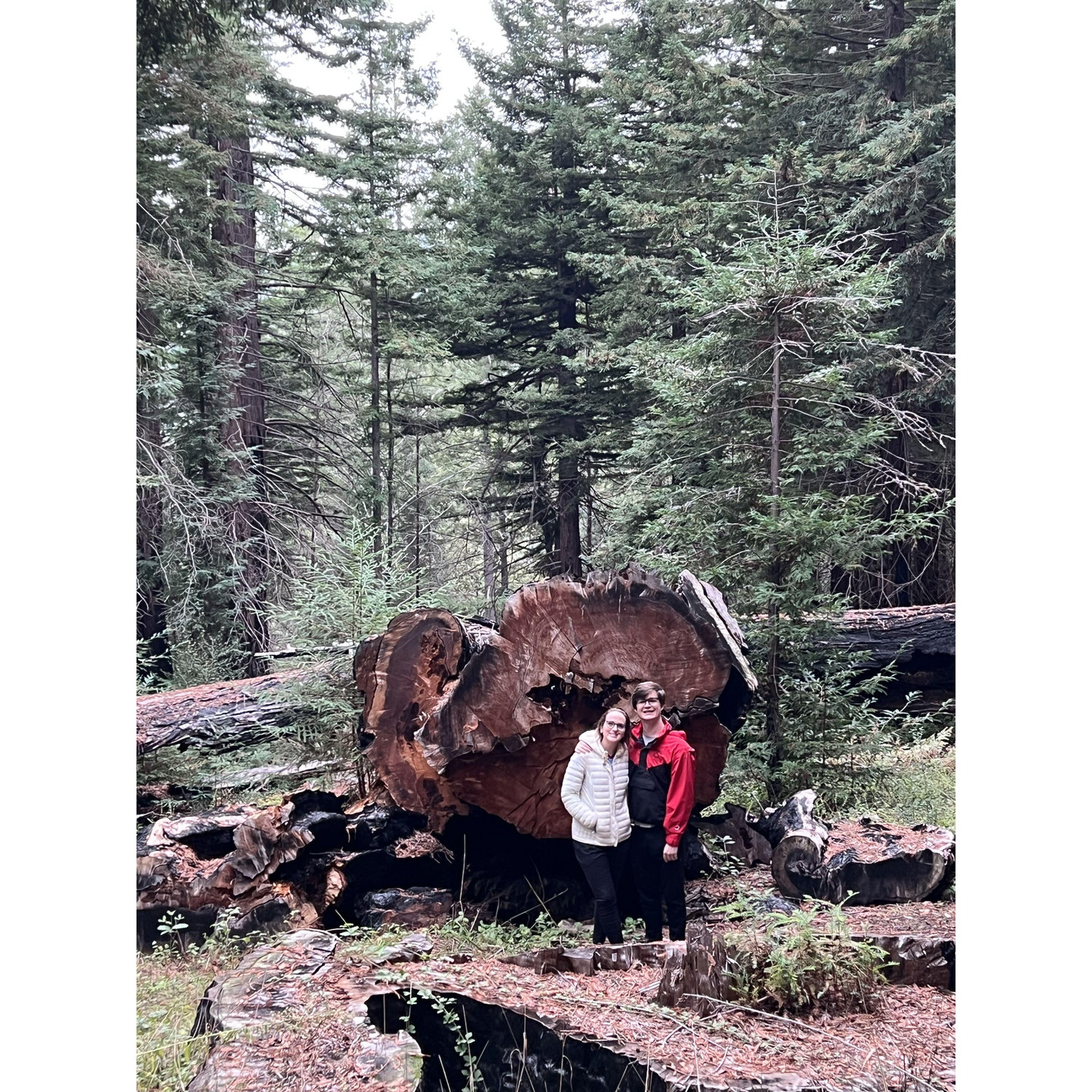 Redwood forest outside Santa Cruz