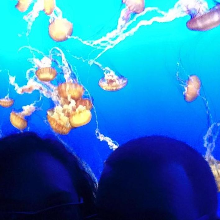 Jellyfish are much less painful behind glass than in person.