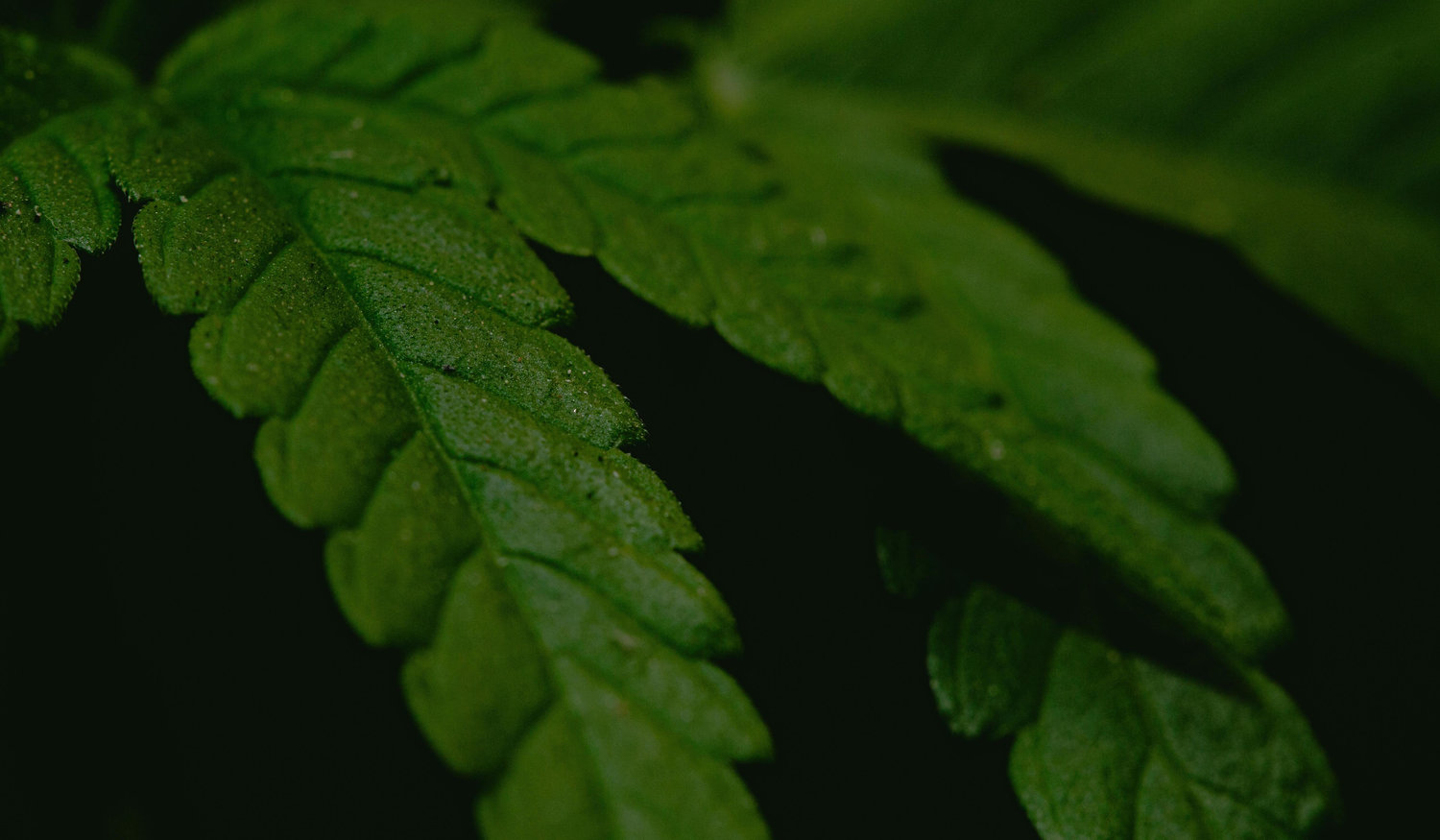 Footer image