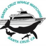 Santa Cruz Whale Watching