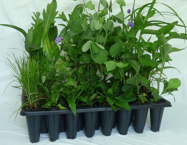 Mix & Match Native Plants