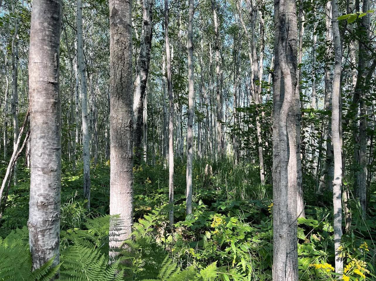 The Wedding Website of Linnea Ilene Hinkel and Gavin Neri Keens