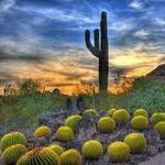 Desert Botanical Garden